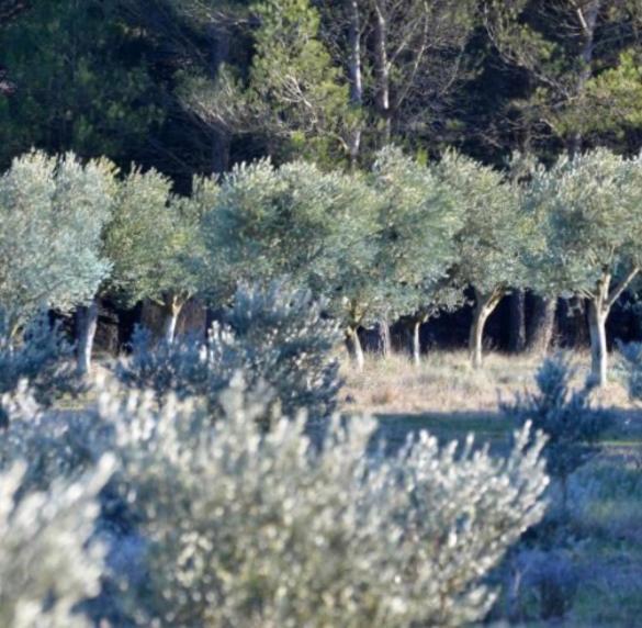 Les Cabanons Sainte Victoire Hotel Exterior photo